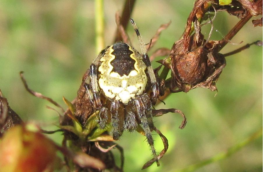Araneus marmoreus var. pyramidatus